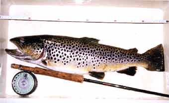 Osamu Amano Brown Trout