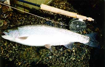 Yoji Yazawa Rainbow Trout