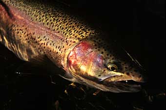 Kazunori Itoh Rainbow Trout