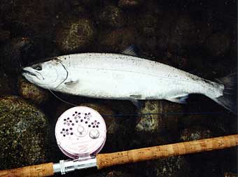 Yasuyuki Arai Cherry Salmon