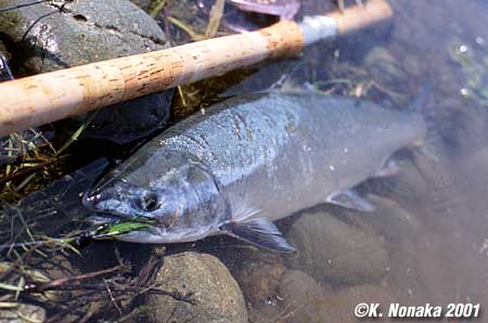 Keizo Nonaka Cherry Salmon