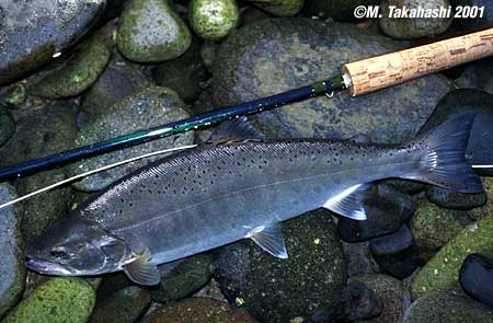 Masato Takahashi Yamame Trout