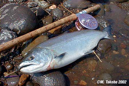 Masaaki Takebe Cherry Salmon