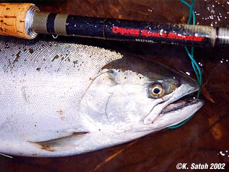 Kenichi Satoh Cherry Salmon