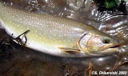 Setsuo Chikaraishi Char