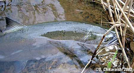 Setsuo Chikaraishi Cherry Salmon