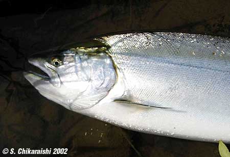 Setsuo Chikaraishi Cherry Salmon