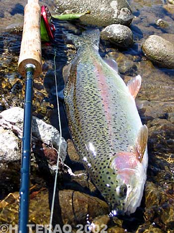 Hiroshi Terao Rainbow Trout