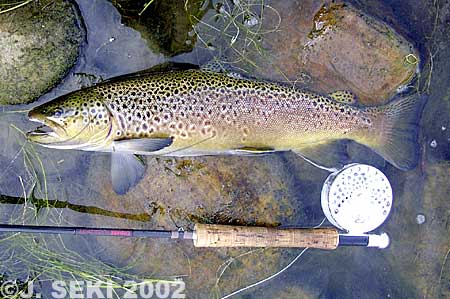 Jun Seki Brown Trout