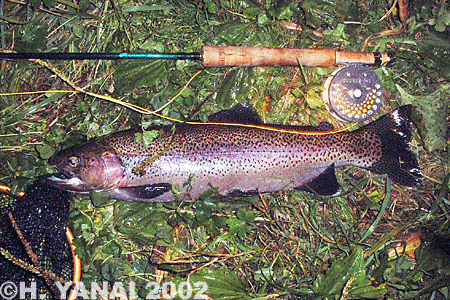 Hiroshi Yanai Rainbow Trout