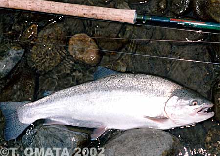 Takayuki Omata Rainbow Trout