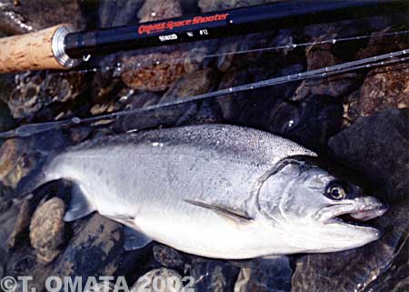 Takayuki Omata Yamame Trout