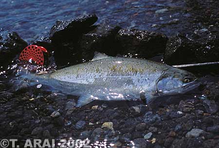 Tadayuki Arai Lake Trout