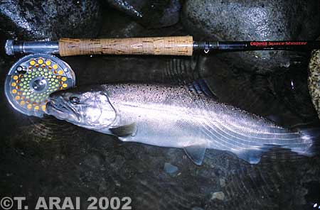 Tadayuki Arai Yamame Trout