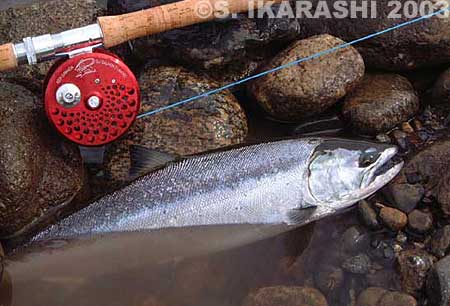 Satoshi Ikarashi Cherry Salmon