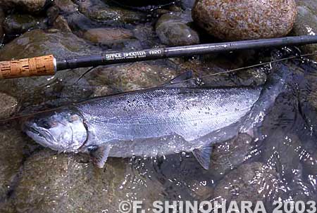 Fumihiro Shinohara Cherry Salmon