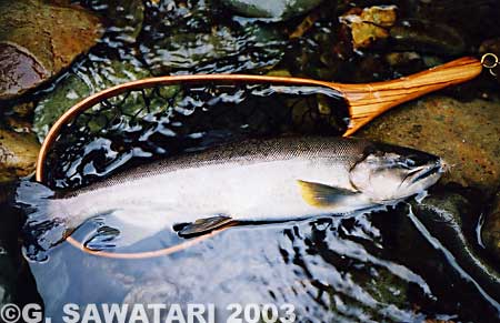 Gou Sawatari Yamame Trout