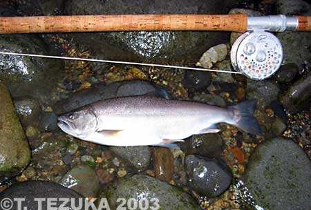 Takeshi Tezuka Yamame Trout