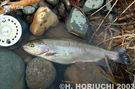 Hideyuki Horiuchi Char & Rainbow Trout