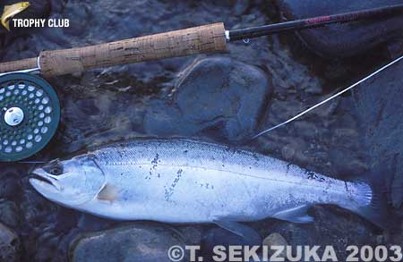 Tetsuya Sekizuka Yamame Trout