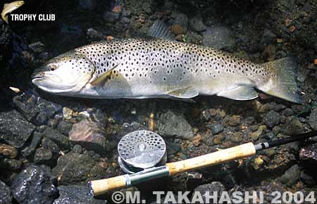 Masato Takahashi Brown Trout