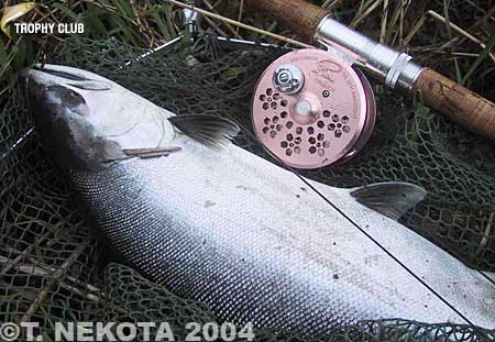 Torakichi Nekota Cherry Salmon