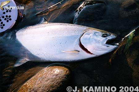 Junji Kamino Cherry Salmon