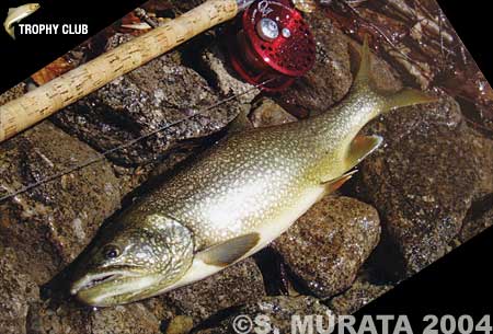 Senmei Murata Lake Trout