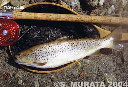 Senmei Murata Brown Trout