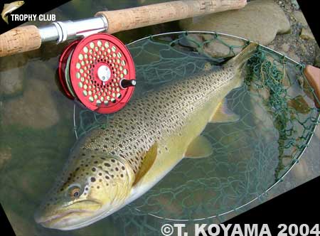 Takahiko Koyama Brown Trout