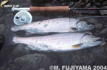 Masaki Fujiyama Yamame Trout