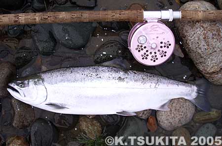 Tsukita Kiyoshi Cherry Salmon