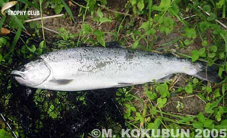 Masakatsu Kokubun Cherry Salmon