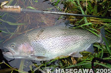 Kazuya Hasegawa Rainbow Trout