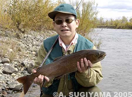 Akihide Sugiyama Amour Trout