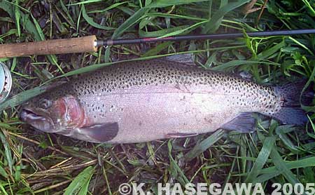 Kazuya Hasegawa Rainbow Trout