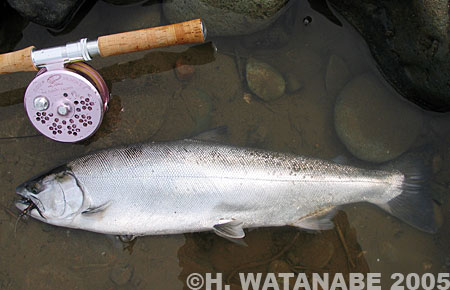 Hiroyuki Watanabe Cherry Salmon