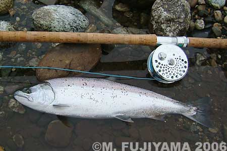 Masaki Fujiyama Cherry Salmon