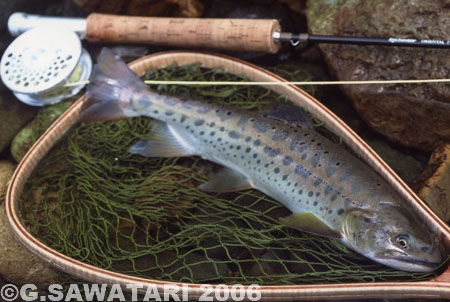 Gou Sawatari Yamame Trout