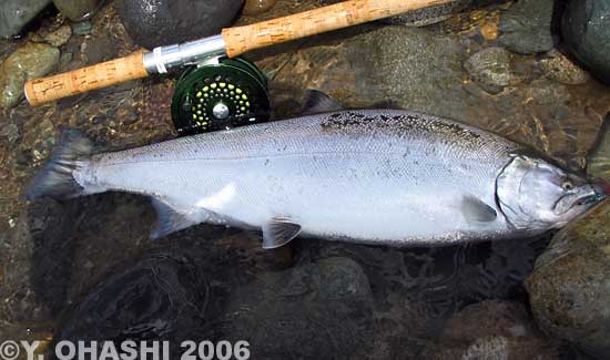 Yasushi Ohashi Cherry Salmon