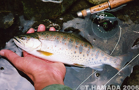 Takahiro Hamada Amago Trout