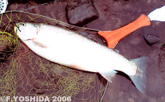 Fumitoshi Yoshida Rainbow Trout