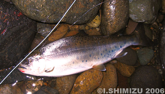 Ikuo Shimizu Yamame Trout