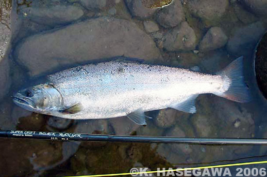 Kazuya Hasegawa Yamame Trout