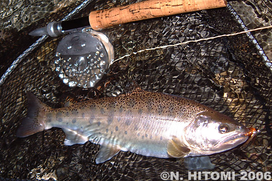 Norio Hitomi Yamame Trout