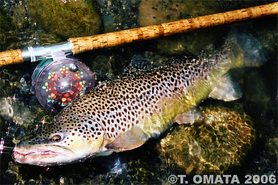 Takayuki Omata Brown Trout