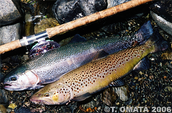 Takayuki Omata Rainbow Trout