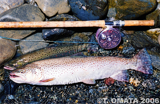 Takayuki Omata Brown Trout