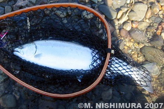 Masao Nishimura Cherry Salmon