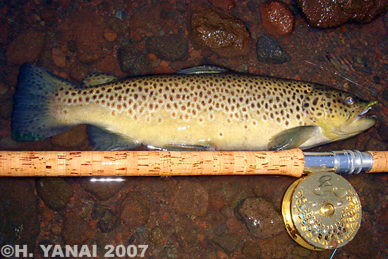 Hiroshi Yanai Brown Trout